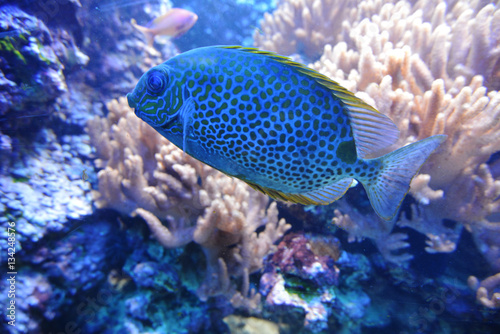 Fototapeta Naklejka Na Ścianę i Meble -  blue fish