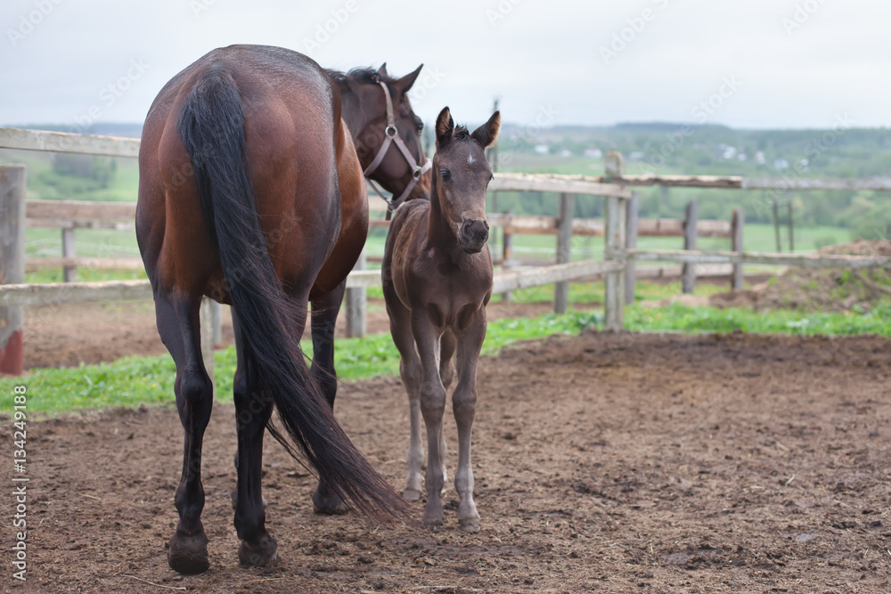 Fototapeta premium mare and foal