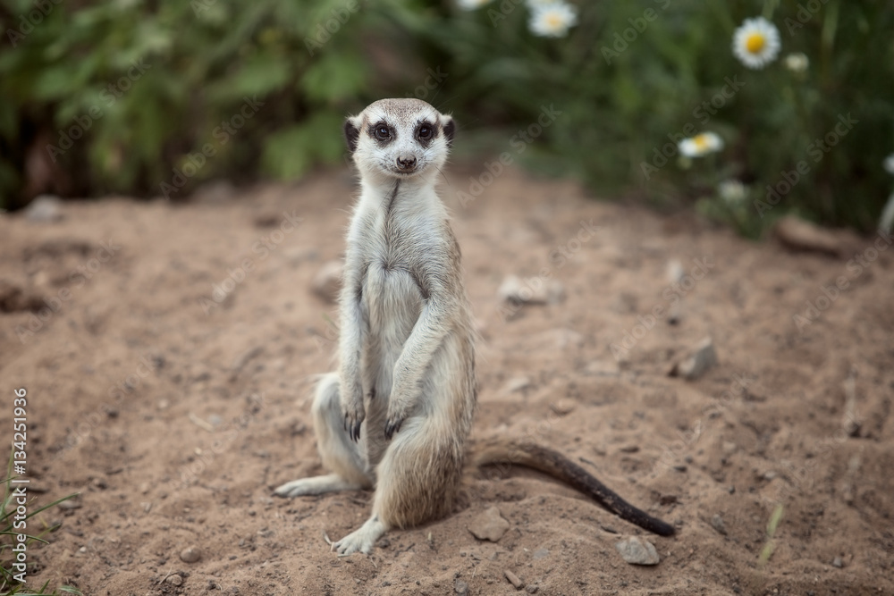 Fototapeta premium one cute little meerkat sits