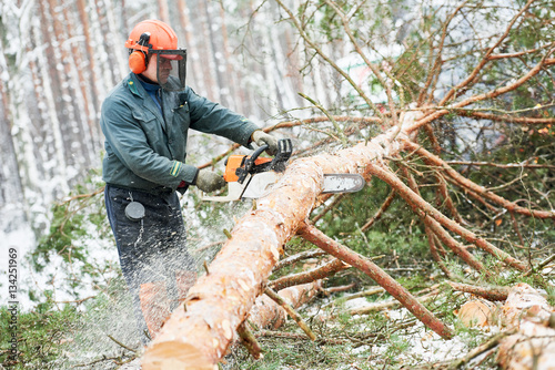 Lumberjack cutting tree in snow winter forest