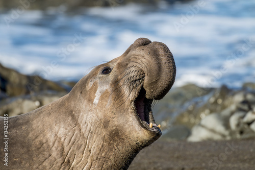 Elephant Seal photo