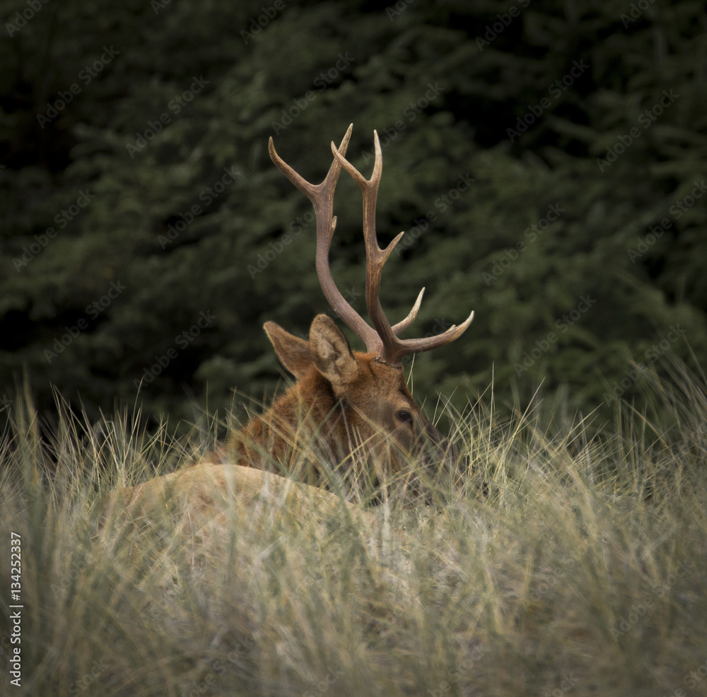 Naklejka premium Roosevelt Elk