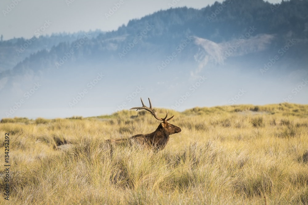 Fototapeta premium Roosevelt Elk
