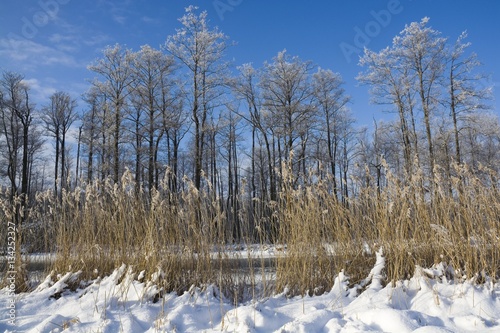 Wallpaper Mural Snowbound Wegorapa river's bank in Wegorzewo, Mazury, Poland Torontodigital.ca