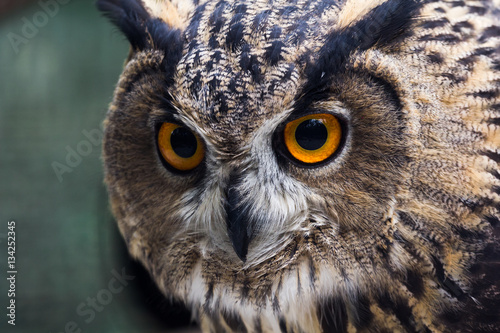 Owl in profile