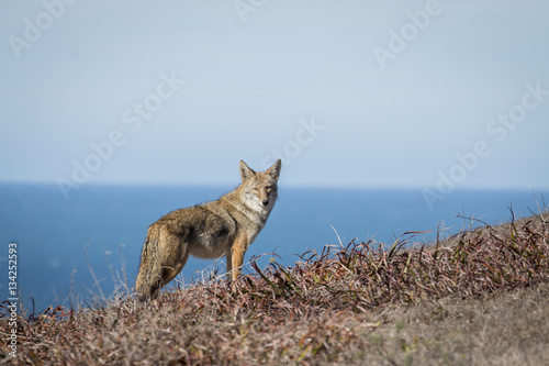Photo Coyote