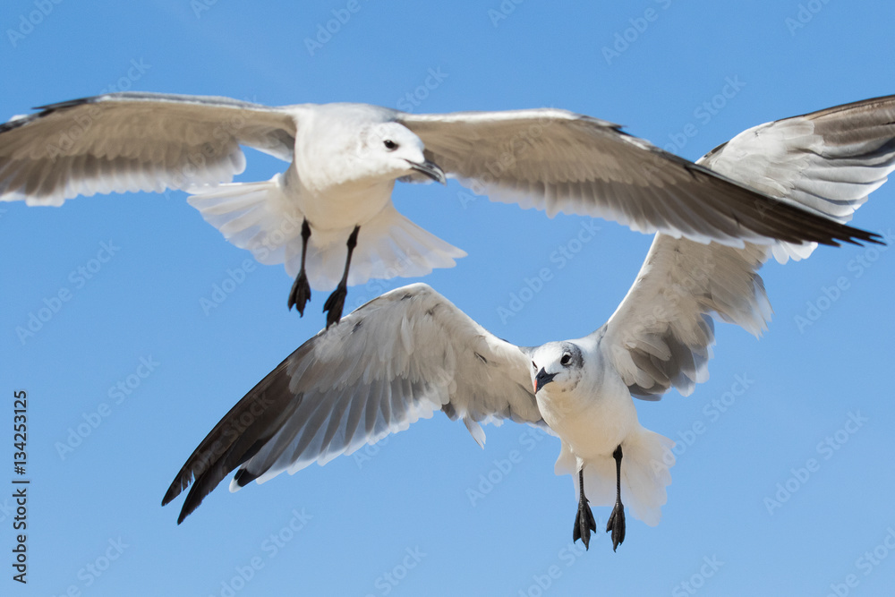 Obraz premium seagulls flying overhead against a blue sky