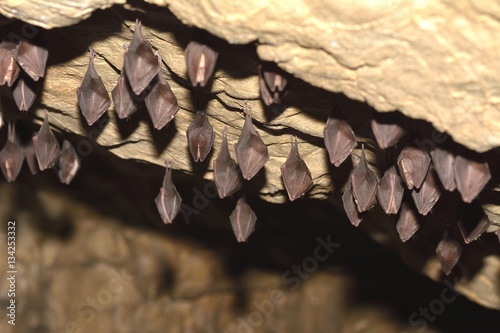 Lesser Horseshoe Bat Rhinolophus hipposideros
