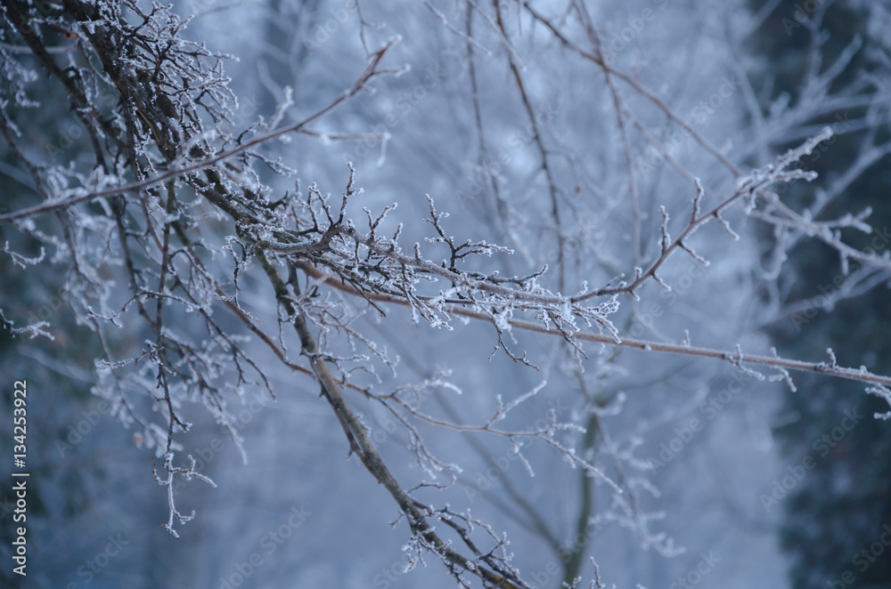 tree branches in ice tree branches in ice