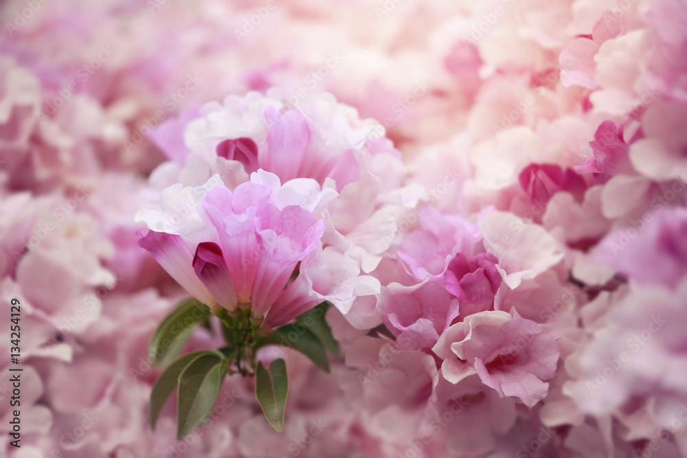 Soft pink flower,flower background for Valentine's day.Soft focus and color toned.