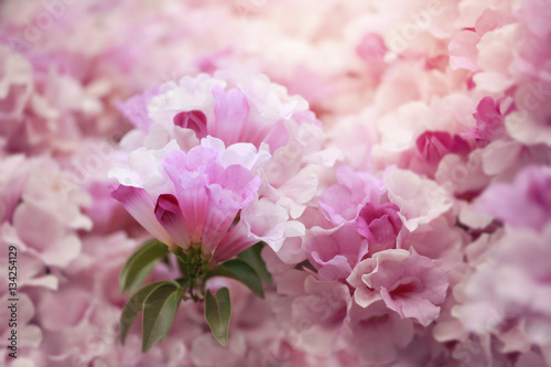 Soft pink flower flower background for Valentine s day.Soft focus and color toned.