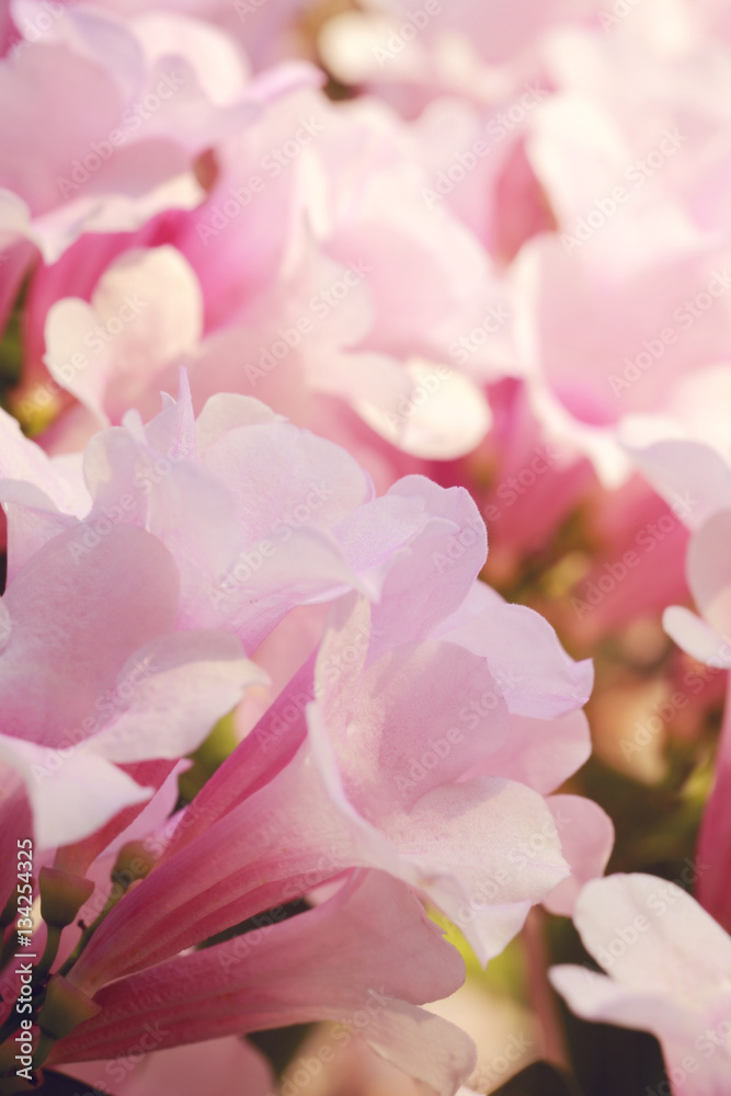 Soft pink flower,flower background for Valentine's day.Soft focus and color toned.