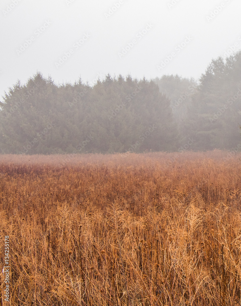 Foggy landscape of a winter meadow with evergreens in the background Foggy landscape of a winter meadow with evergreens in the background
