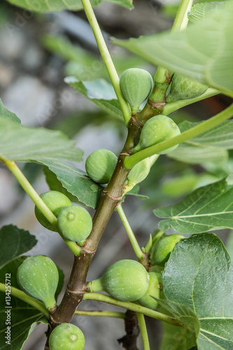 Ripe fig fruits on the tree.