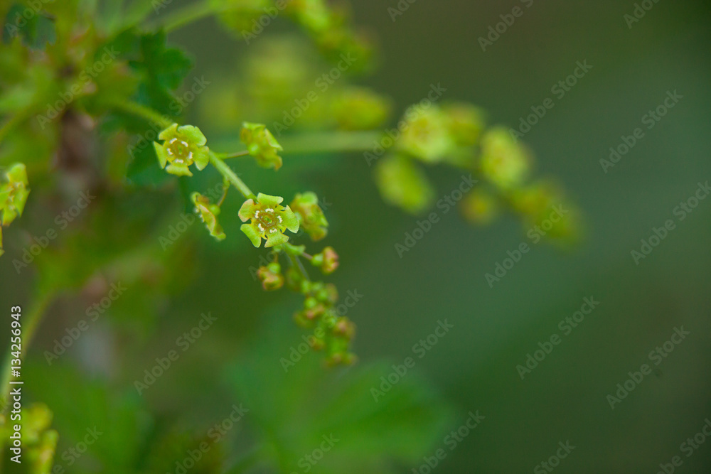 buds of red currant on green background buds of red currant on green background