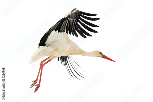 Canvas Print Stork in the winter park