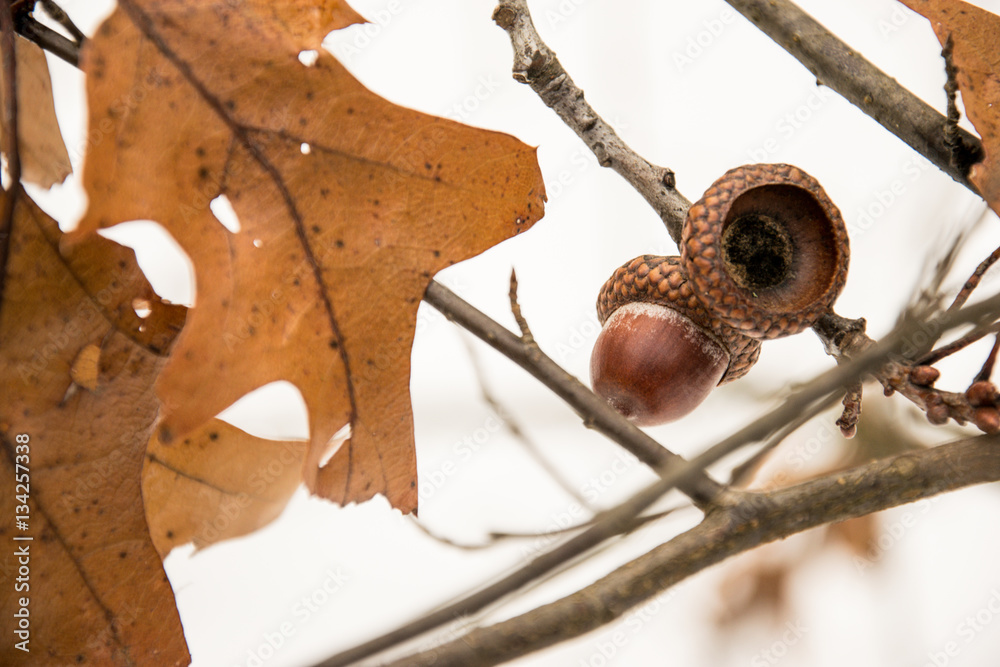 Fototapeta premium Acorns