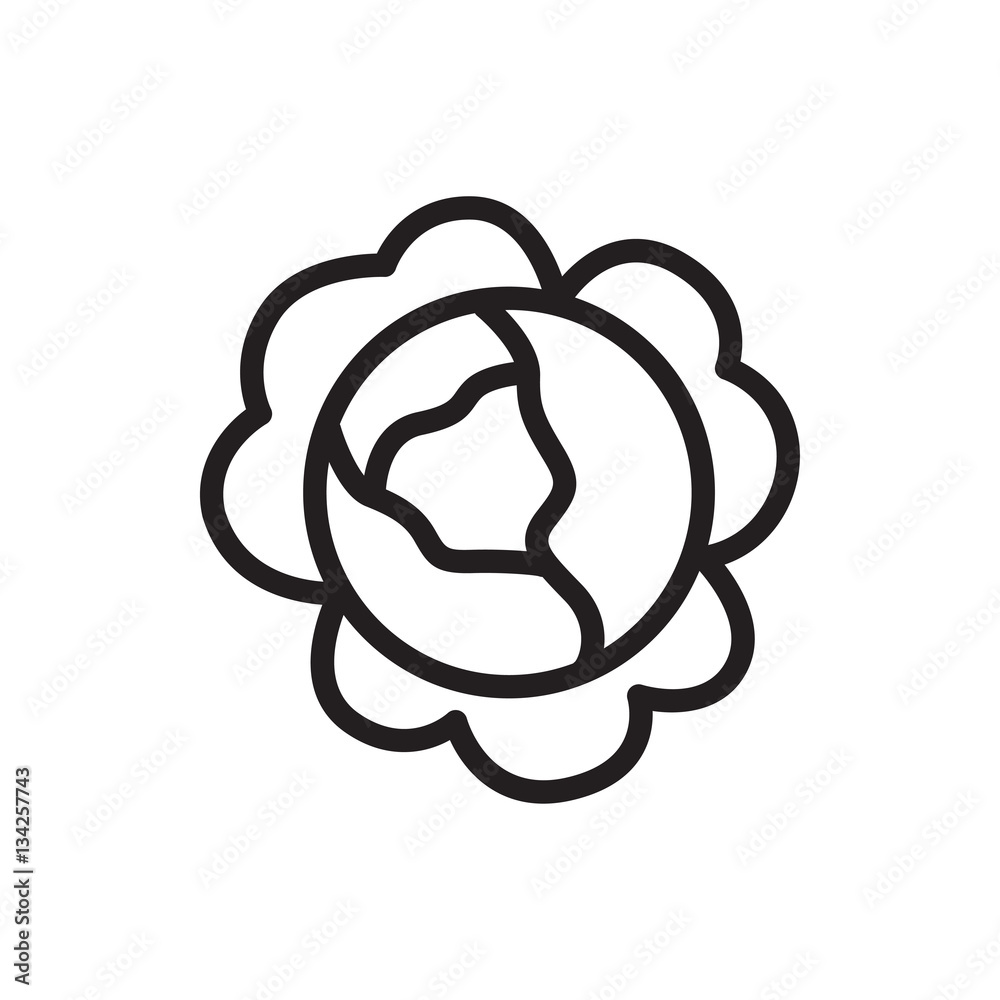 cabbage icon illustration cabbage icon illustration