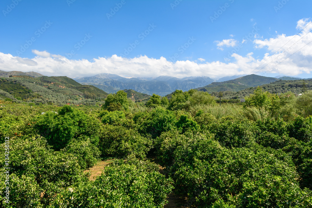 Orange plantation. Agriculture trees. Crete. Greece.