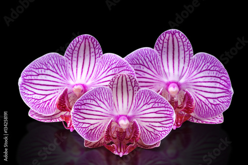 three orchid flower with stripes