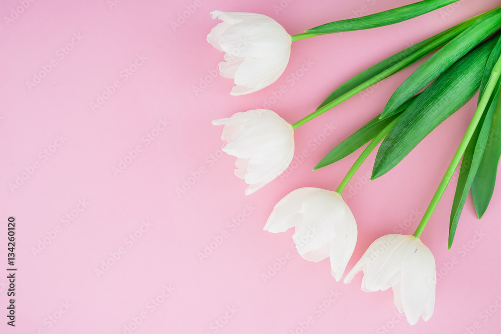Valentine's background. Floral bouquet made of white tulips on pink background. Flat lay, top view. Valentines Day background.