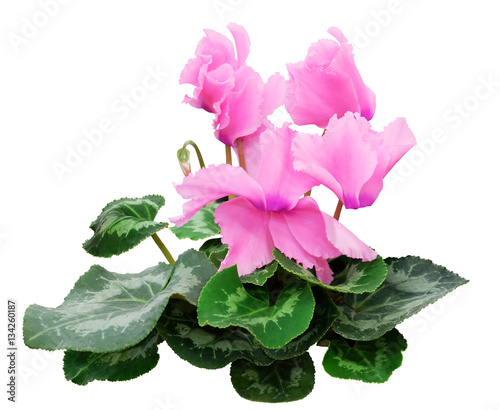 Pink cyclamen isolated on white background photo. photo
