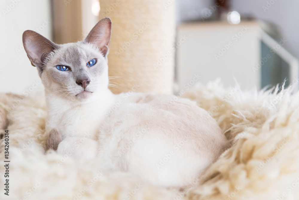 Lilac point siamese cat