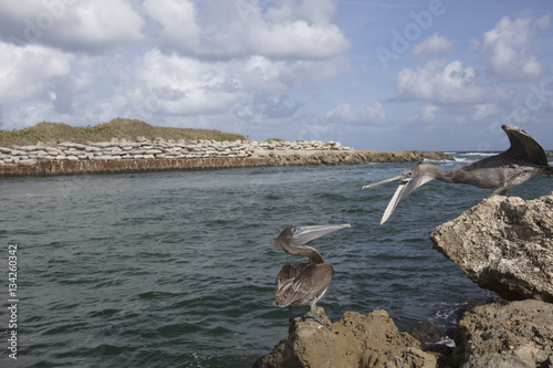 Loud Mouth Squawking photo