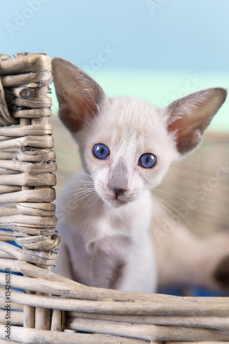 Little Siamese kitten photo