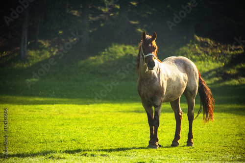 Horse in field  morning shot