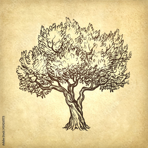 vector illustration of olive tree