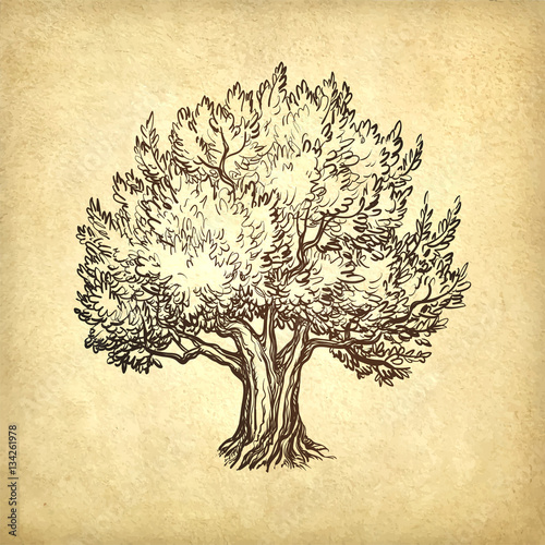 vector illustration of olive tree