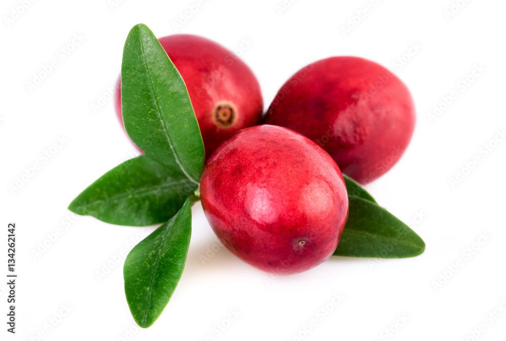 Cranberries closeup. Three cranberry isolated on white Cranberries closeup. Three cranberry isolated on white