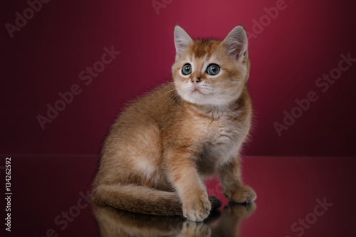 Tabby Scottish kitten