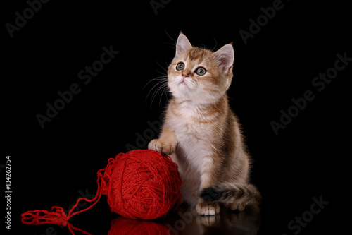 Fototapeta Naklejka Na Ścianę i Meble -  Tabby Scottish kitten