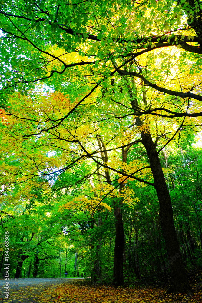 Fototapeta premium Autumn leaf