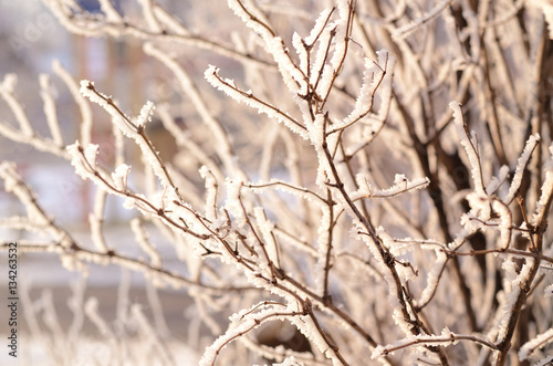 Winter background with frosted branches against sunlight
