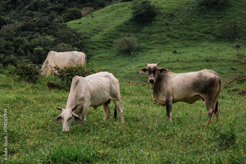 Cow from Costa Rica