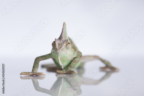 Chameleon lizard isolated on white background
