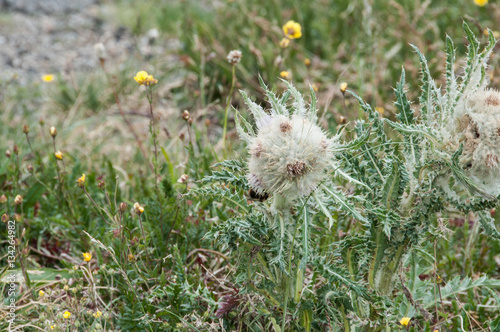 Colorado Alpine wildflower