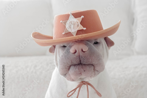 Shar pei dog dressed as a Deputy sheriff photo