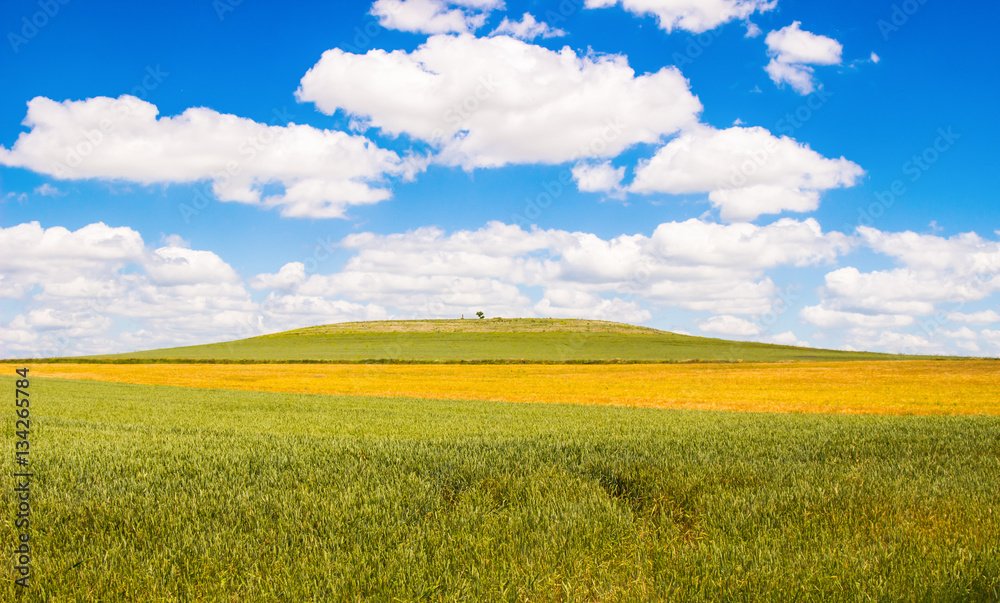 Green and Gold wheat field in blue sky and cloud in summer countryside. Landscape. Green and Gold wheat field in blue sky and cloud in summer countryside. Landscape.