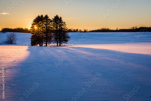 Rolling fields with a group of trees casting a long shadow.