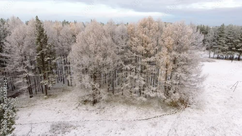 Yellow and snowy branches of larches in winter forest. Karelia, Russia. Drone flying around trees
Yellow and snowy branches of larches in winter forest. Karelia, Russia. Drone flying around trees