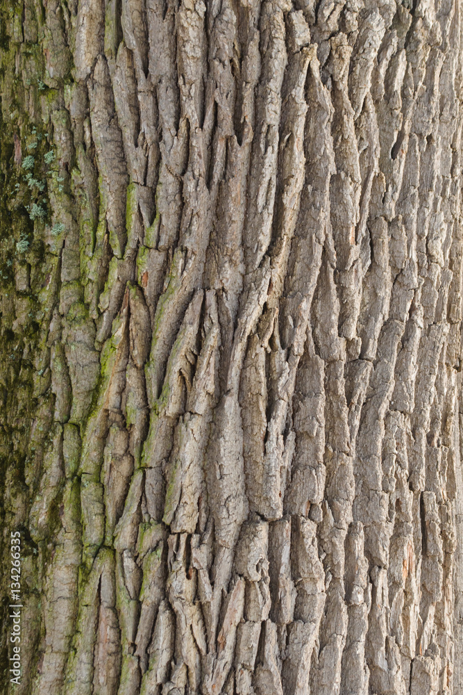 Natural structure of the bark tree Natural structure of the bark tree