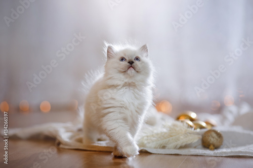 Fototapeta Naklejka Na Ścianę i Meble -  Ragdoll blue point little kitten on a colored background studio