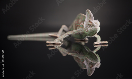 Chameleon lizard isolated on black mirror background