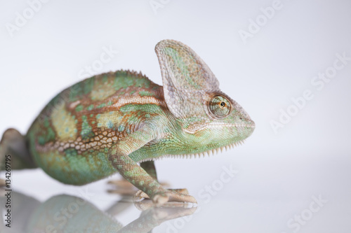 Green chameleon lizard on white background