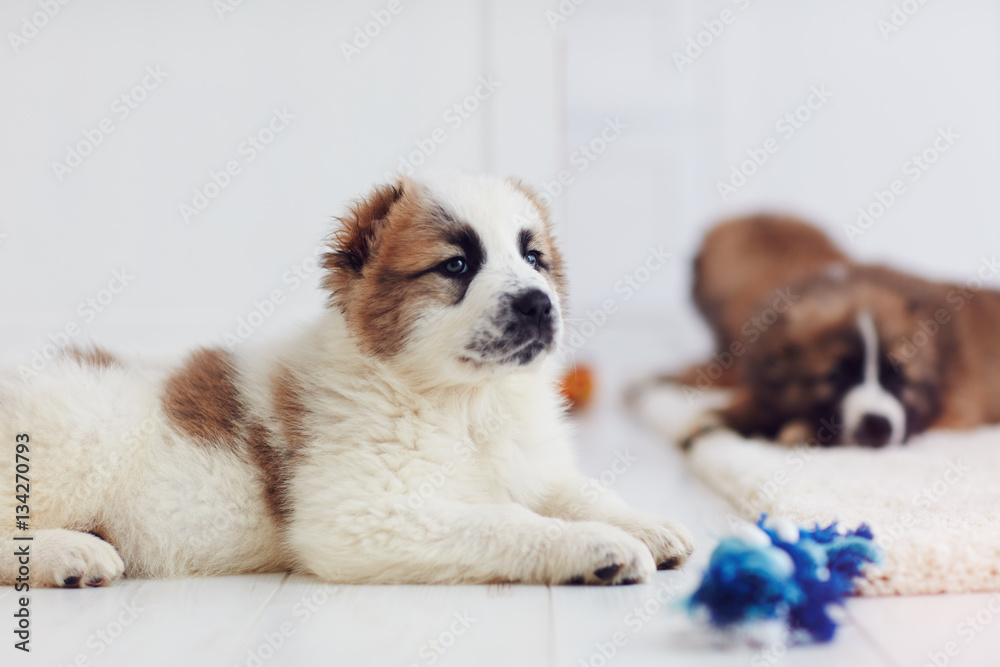 portrait of young caucasian shepherd puppy lying on carpet at home portrait of young caucasian shepherd puppy lying on carpet at home