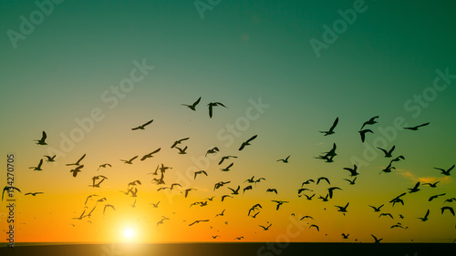 Silhouettes flock of birds over the Atlantic ocean during sunset. Seagulls . © De Visu